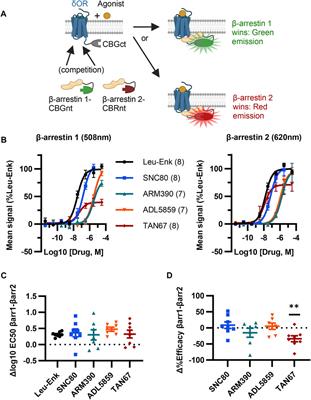 ClickArr: a novel, high-throughput assay for evaluating β-arrestin isoform recruitment